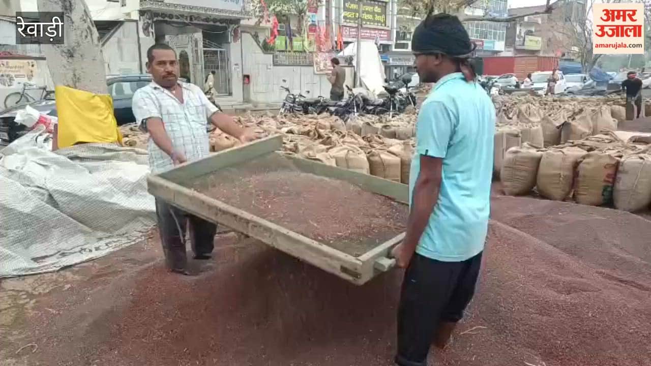 Mustard Crop Washed Away by Rains in Rewari; Farmers Suffer Heavy Losses Due to Chaos at the Mandi