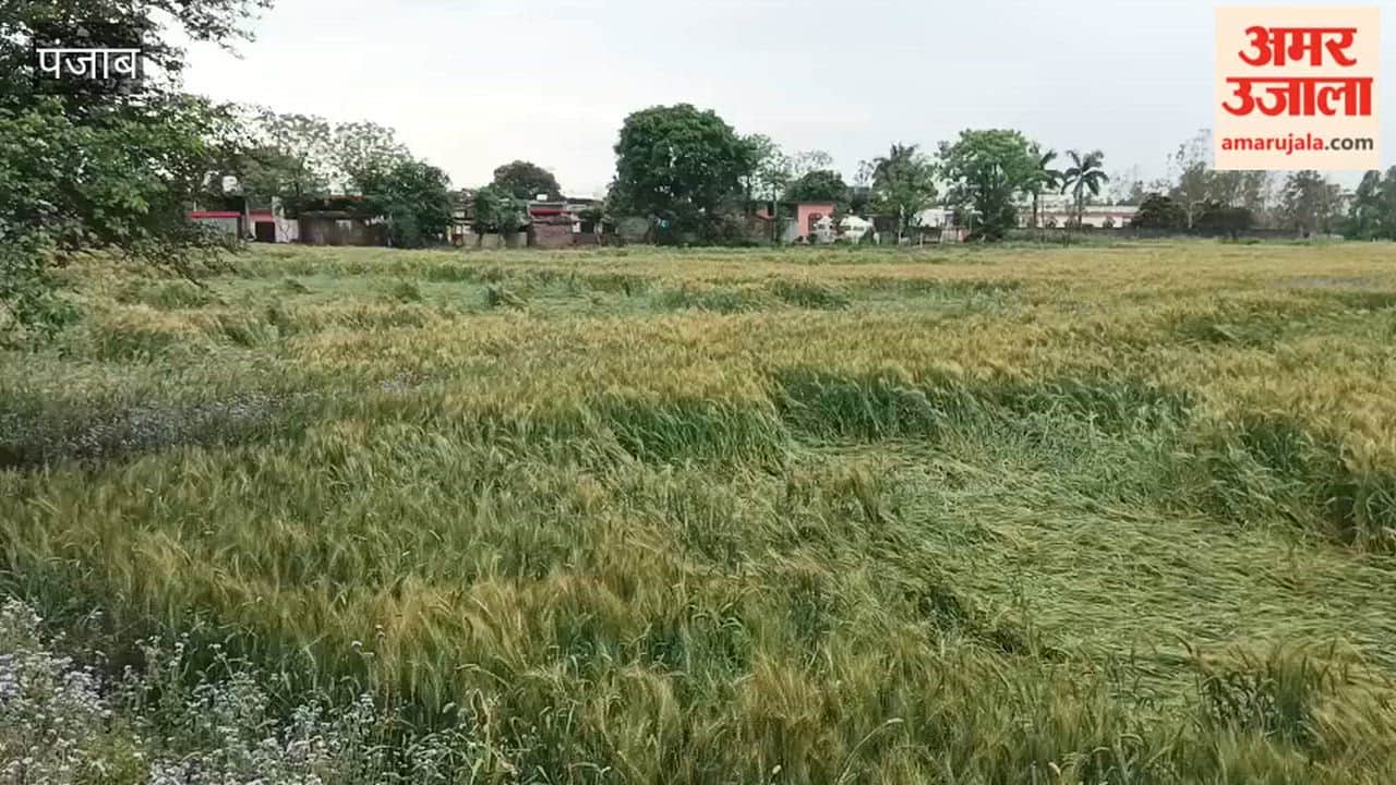 Crops Damaged and Temperatures Drop in Pathankot Due to Rain and Cold Winds