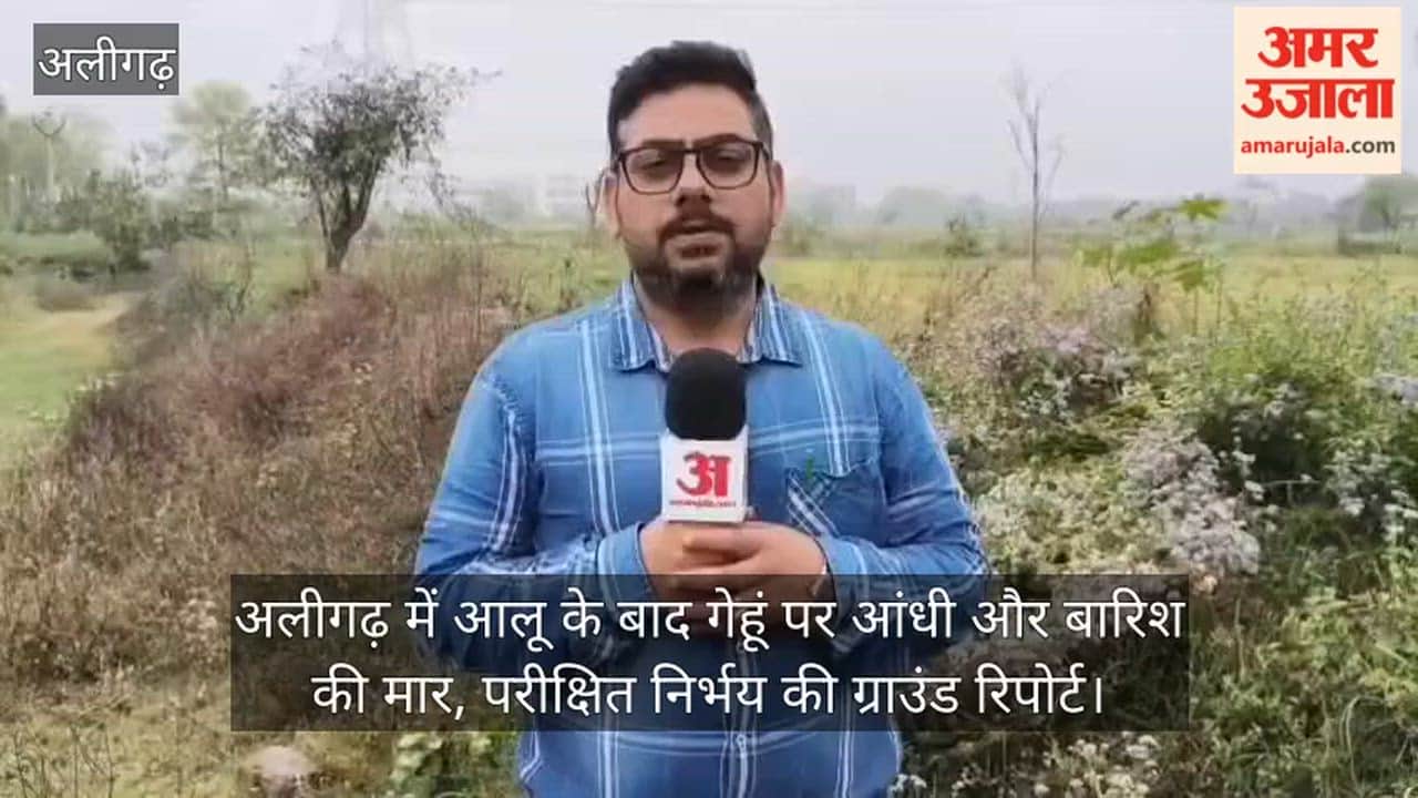 अलीगढ़ में आलू के बाद गेहूं पर आंधी और बारिश की मार, परीक्षित निर्भय की ग्राउंड रिपोर्ट