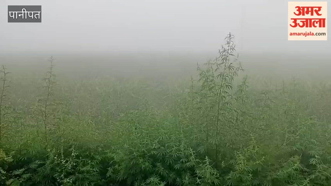 fog in panipat