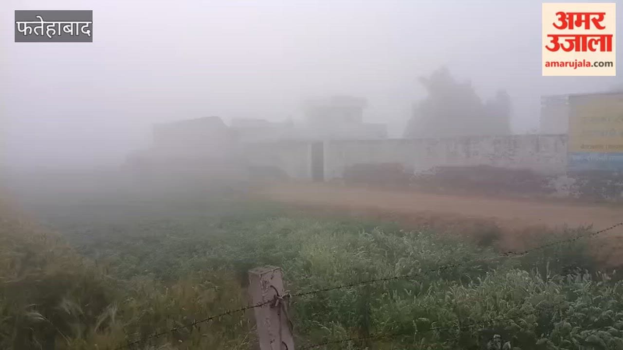 Fog blankets Fatehabad following rainfall; falling temperatures enhance the luster of the wheat crop.