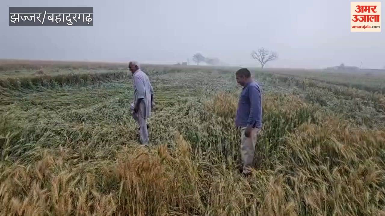 Rain causes damage to agriculture in Badli, Bahadurgarh.