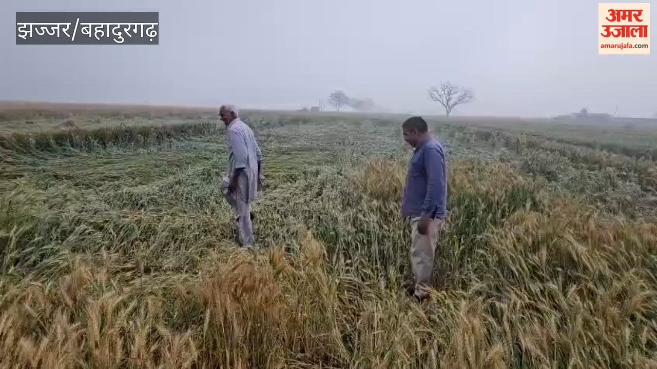 Rain causes damage to agriculture in Badli, Bahadurgarh.