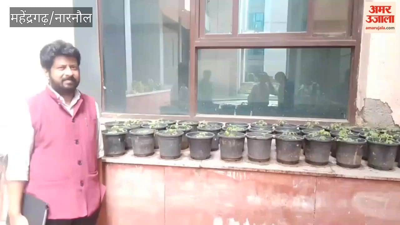 Badal, a researcher at the Central University of Haryana in Mahendragarh, has developed a new variety of tomato with a yield higher than average.