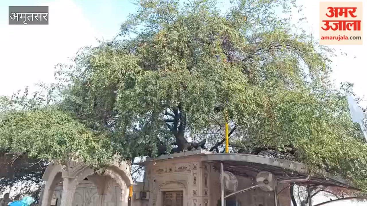 A Bountiful Bloom of Berries on the Trees at Sri Harmandir Sahib; Excitement Among the Congregation