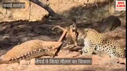 Leopard hunted Chital in Ranthambore Tiger Reserve Sawai Madhopur Rajasthan