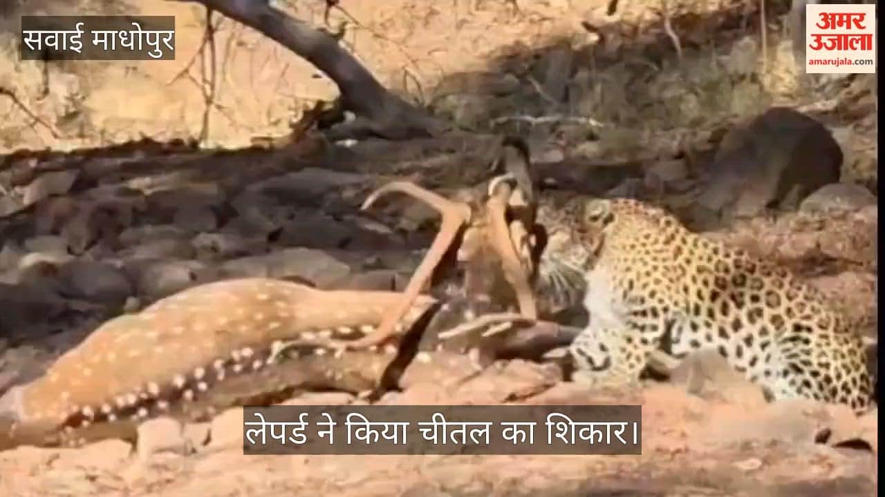 Leopard hunted Chital in Ranthambore Tiger Reserve Sawai Madhopur Rajasthan