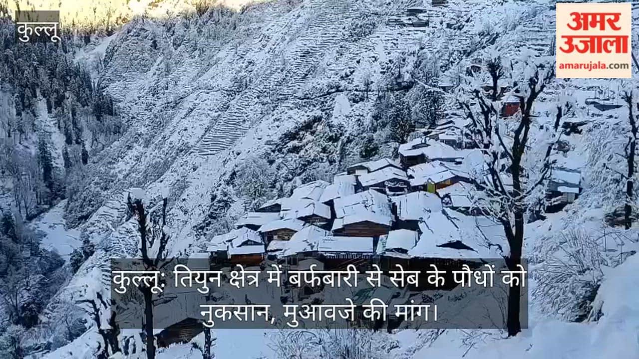 Kullu: Apple Saplings Damaged by Snowfall in Tiun Region; Demand for Compensation