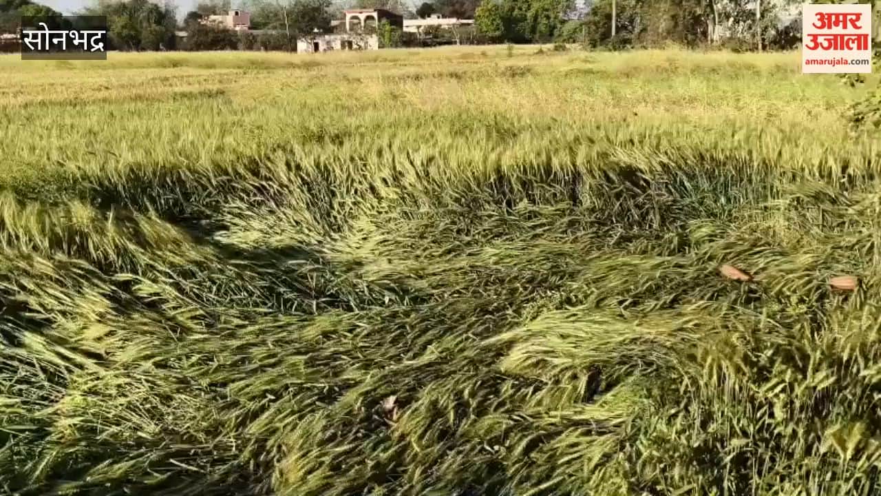 Rain Benefits Wheat Crops, Raises Concerns Over Harvested Pulses and Oilseeds