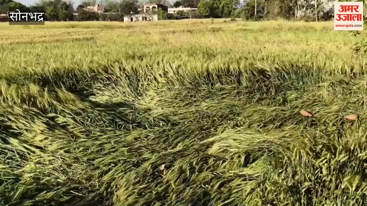 Rain Benefits Wheat Crops, Raises Concerns Over Harvested Pulses and Oilseeds
