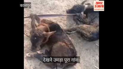 कानपुर: घाघूखेड़ा में 'डबल' खुशी, देशी गाय ने एक साथ दिया बछड़ा-बछड़ी को जन्म