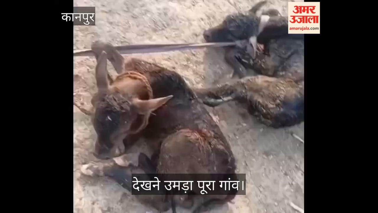 कानपुर: घाघूखेड़ा में 'डबल' खुशी, देशी गाय ने एक साथ दिया बछड़ा-बछड़ी को जन्म