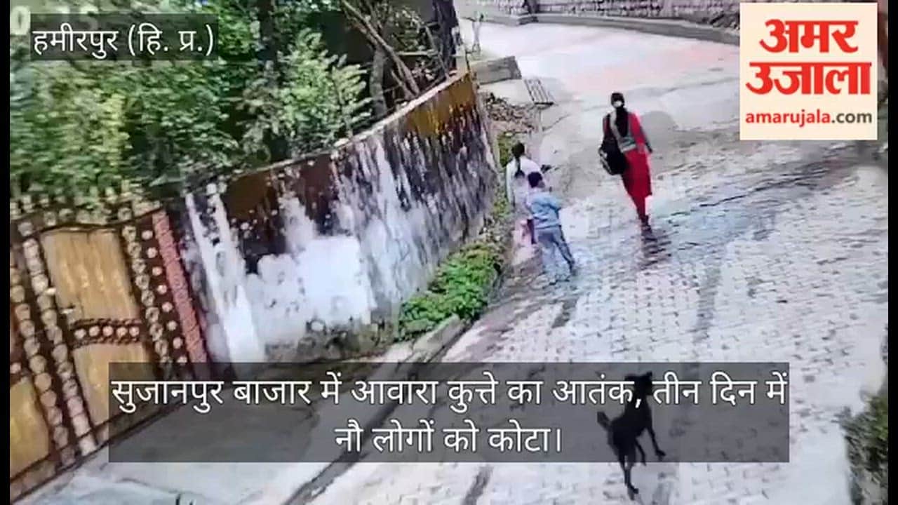 Stray dogs terrorize Sujanpur market, nine people injured in three days