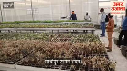 Advanced vegetable seedlings being prepared at Madhopur Udyan Bhawan in chandauli