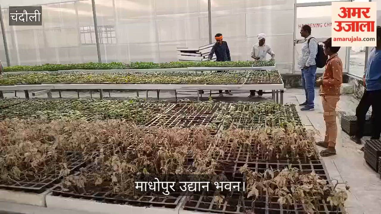 Advanced vegetable seedlings being prepared at Madhopur Udyan Bhawan in chandauli