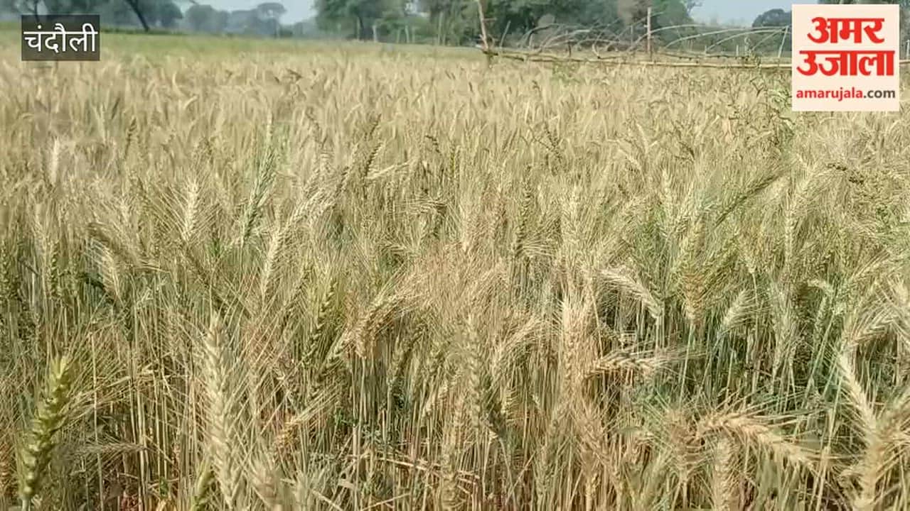 Premature rise in heat wipes smiles off farmers faces