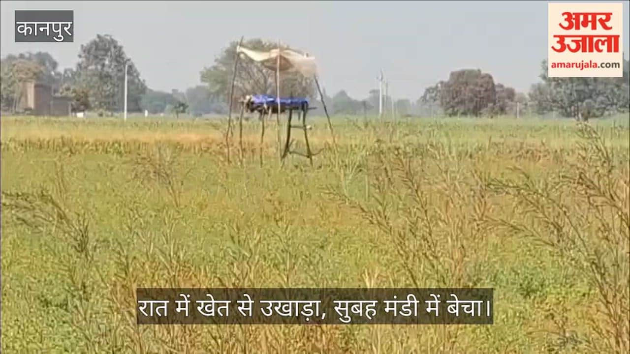 कानपुर: भीतरगांव में चने की फसल पर चोरों का धावा, सर्द रातों में पहरा देने को मजबूर किसान