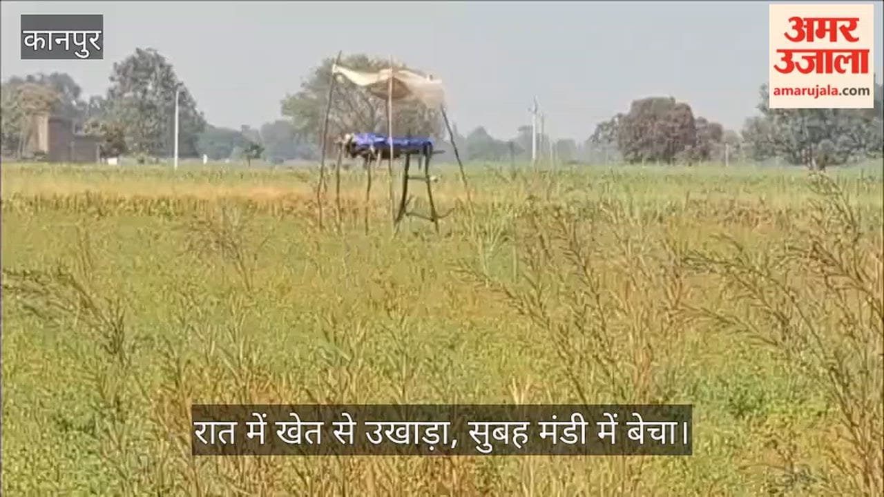 कानपुर: भीतरगांव में चने की फसल पर चोरों का धावा, सर्द रातों में पहरा देने को मजबूर किसान