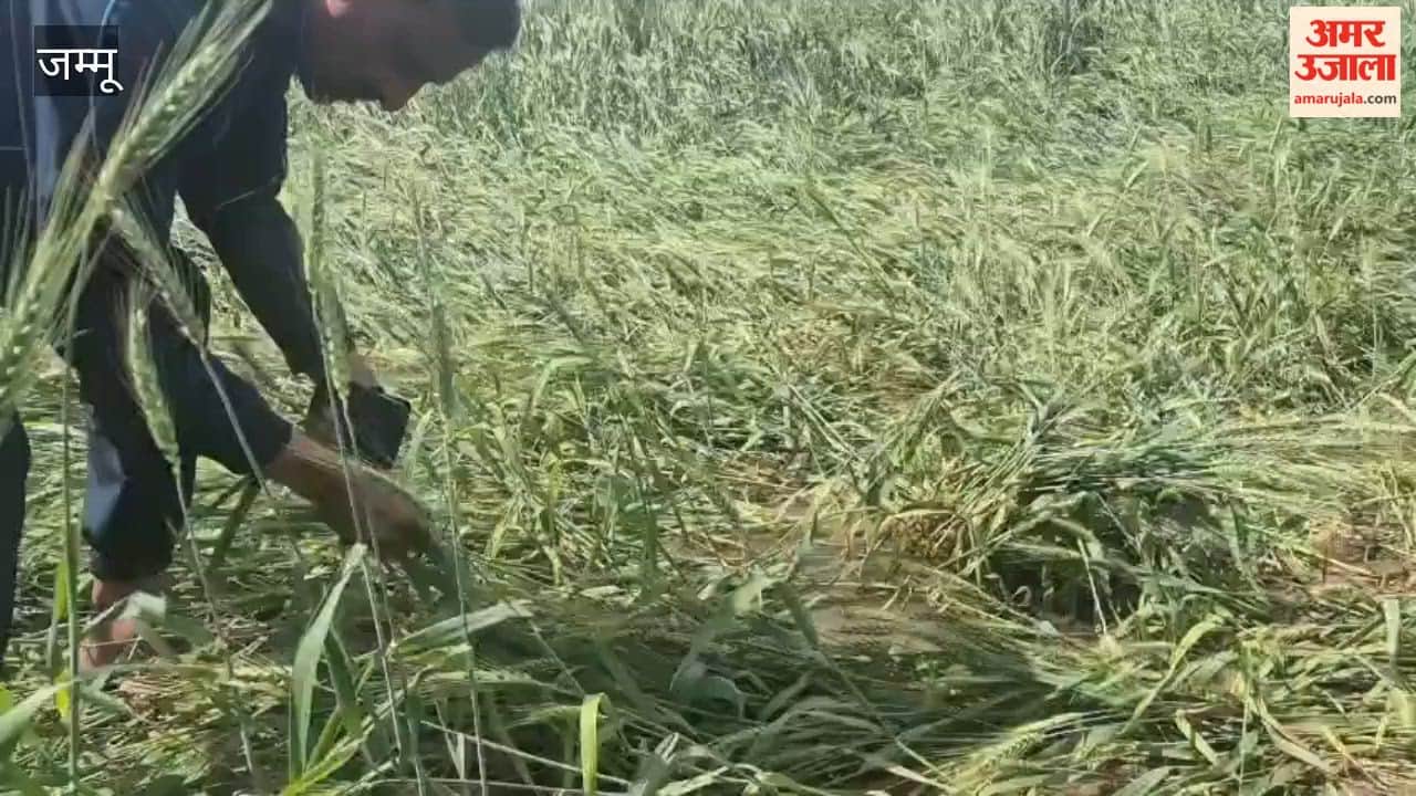 Ramgarh farmers demand compensation for wheat crop destroyed by rain