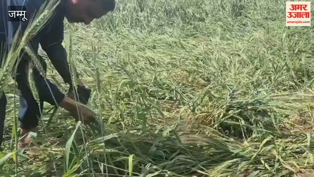 Ramgarh farmers demand compensation for wheat crop destroyed by rain
