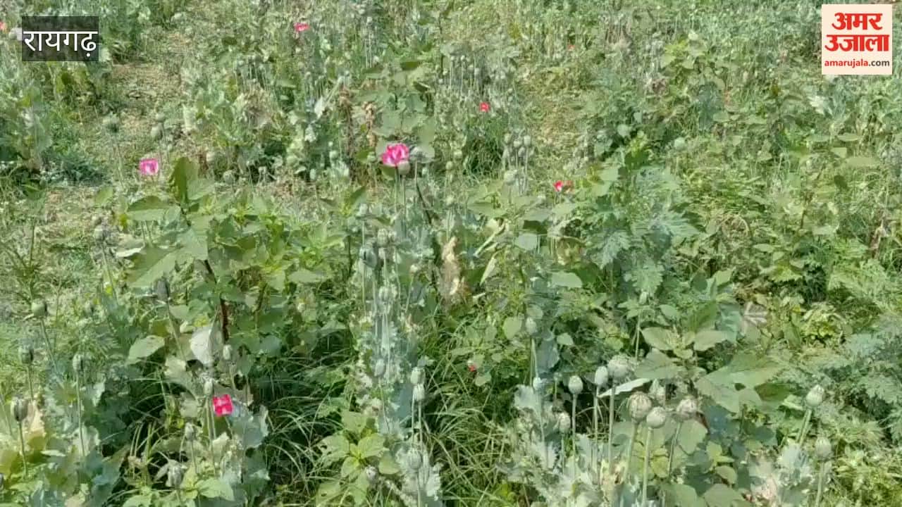 Opium Cultivation Unearthed Being Cultivated Across 70 Decimals One Accused Arrested by Police in Raigarh