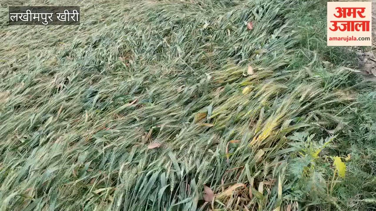 Rain and hailstones fell in Lakhimpur Kheri