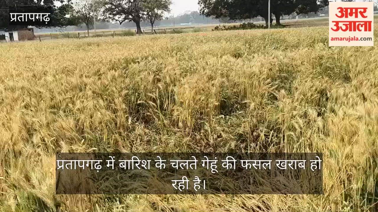 Rain in Pratapgarh is damaging wheat crops, worrying farmers.