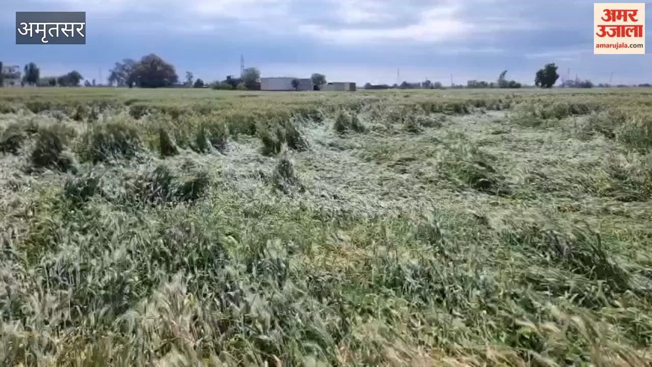 Farmers in Amritsar Troubled by Continuous Rain; Flattened Wheat Crop Heightens Concerns