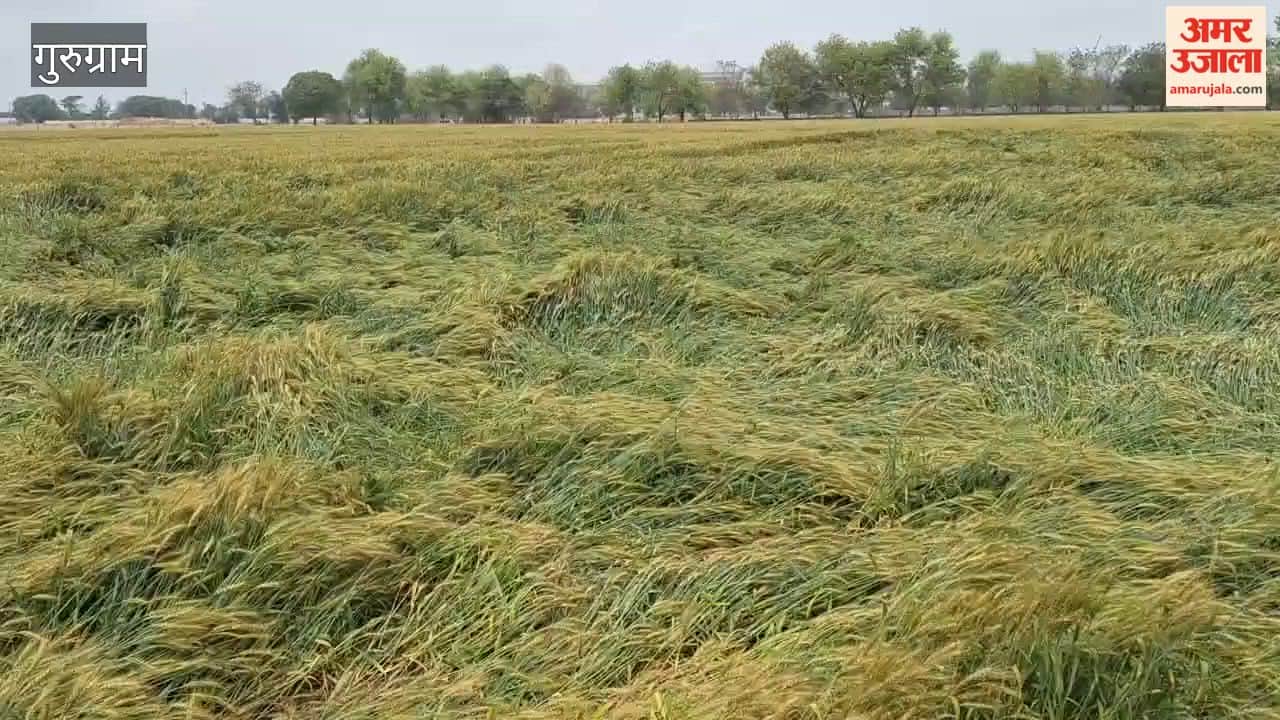 Wheat-mustard crop in danger due to rain in Gurugram
