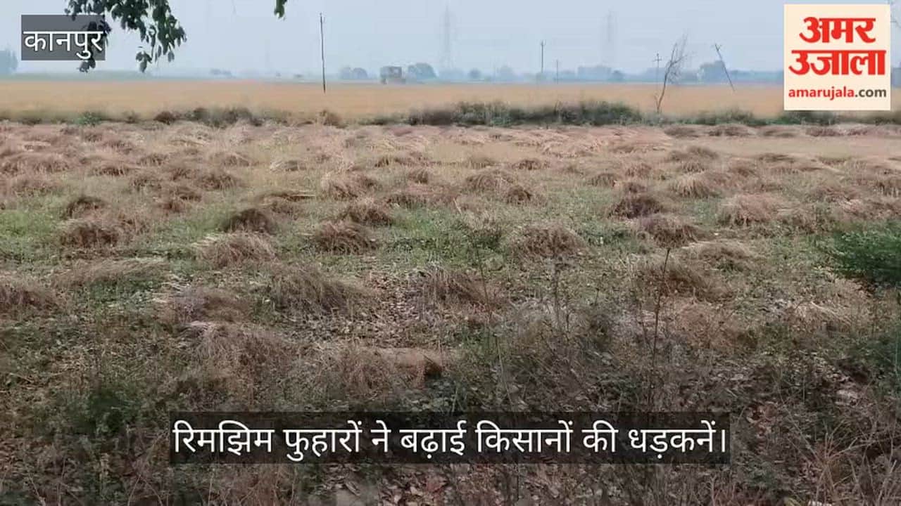 अन्नदाता पर कुदरत की मार: घाटमपुर में बेमौसम बारिश से भीगी सरसों, गेहूं की तैयार फसल पर मंडराया संकट