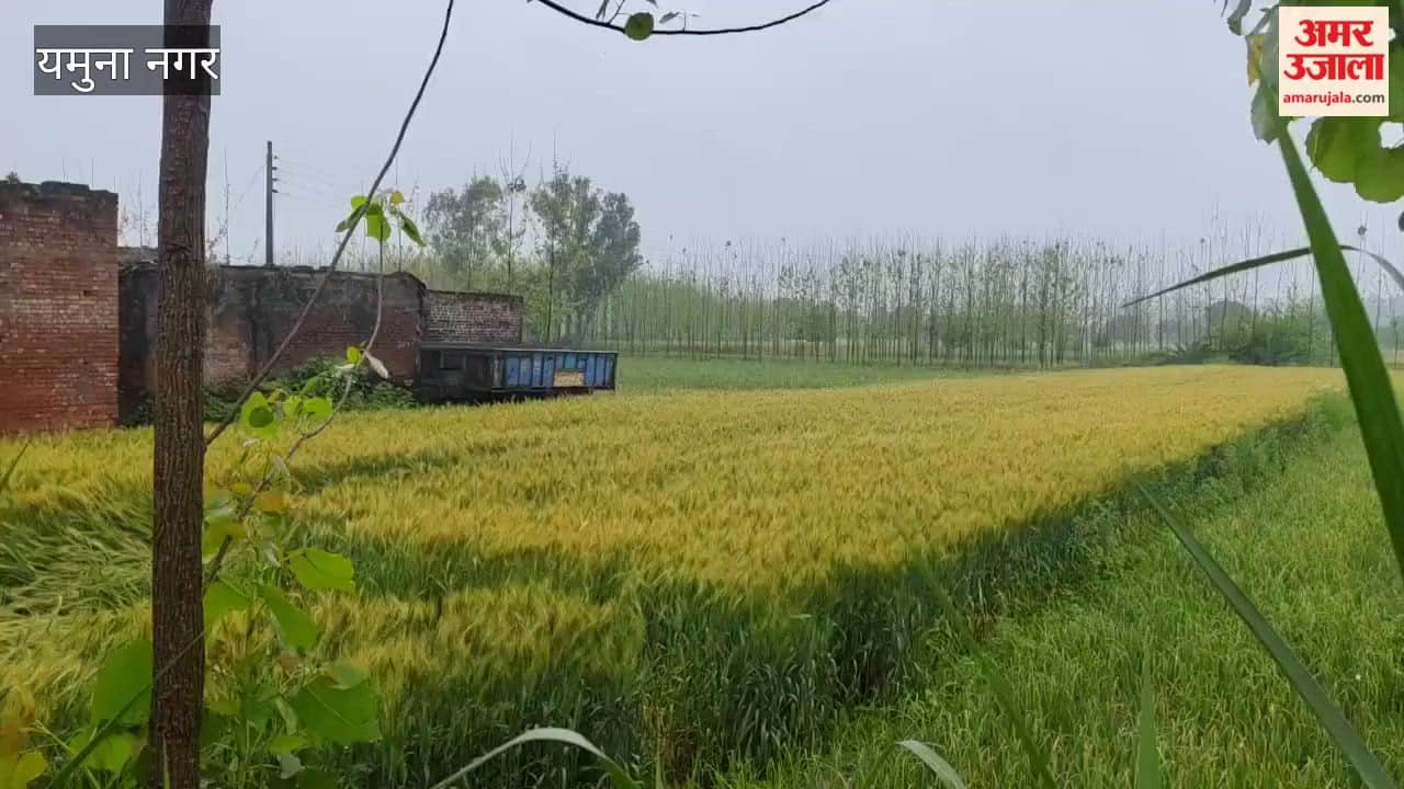 Threat Looms Over Wheat Crop in Yamunanagar Due to Unseasonal Rain
