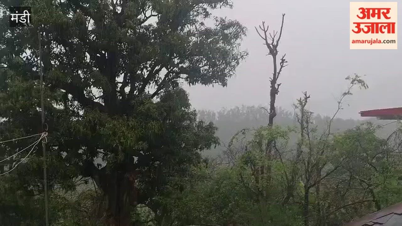 Mandi Cold Returns to Ladbharol Due to Continuous Rain; Wheat Crop Damaged