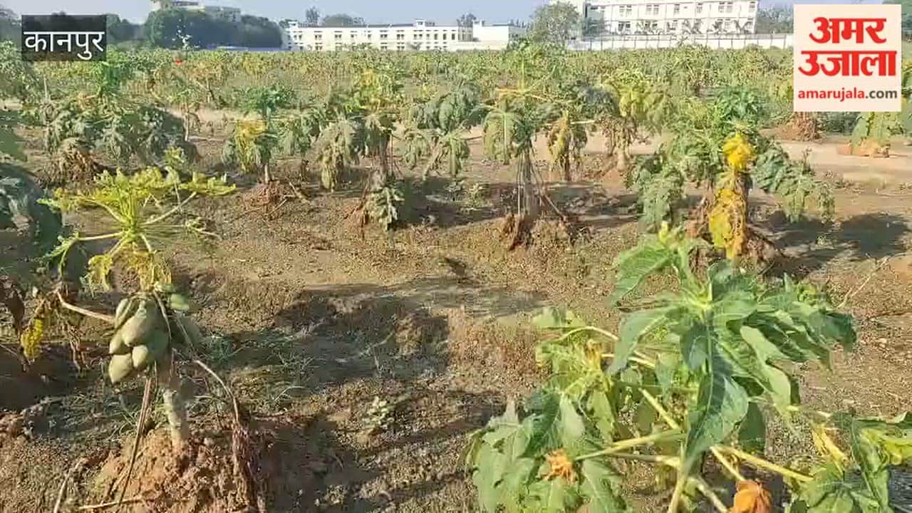 Papaya Cultivation Brightens Farmers' Fortunes as Prices Rise During Navratri