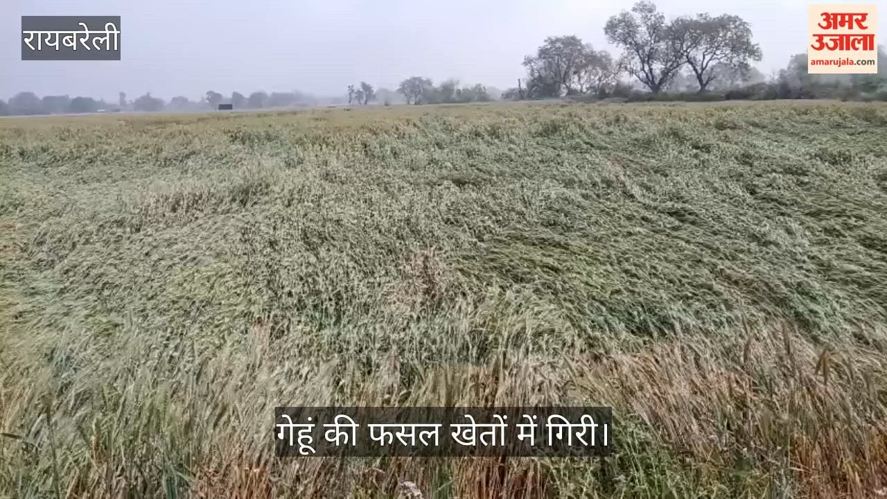 VIDEO: बारिश से गेहूं की फसल खेतों में गिरी, किसान कर रहे जतन