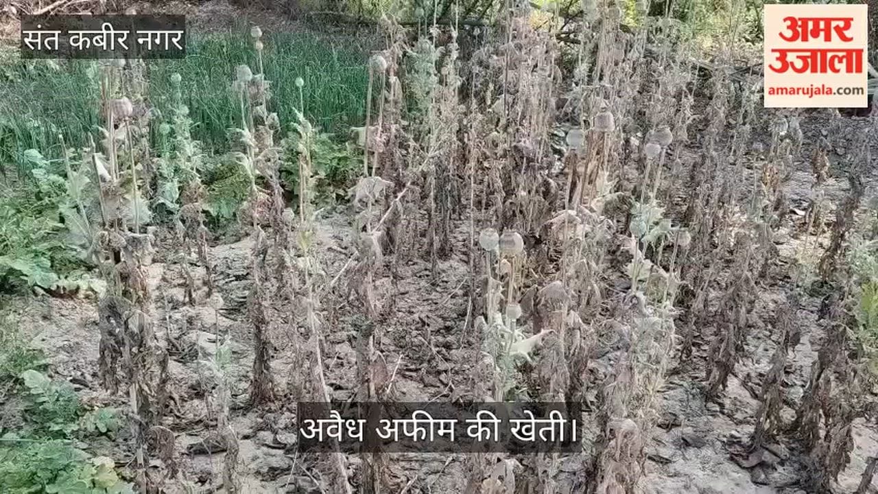 Opium cultivation caught in Mahuli