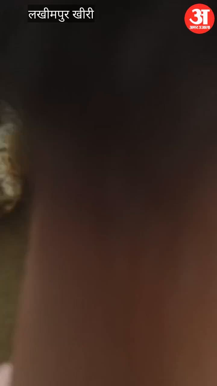 Video: लखीमपुर खीरी में हमलावर तेंदुए को लोगों ने पकड़ा, रस्सी से बांधा