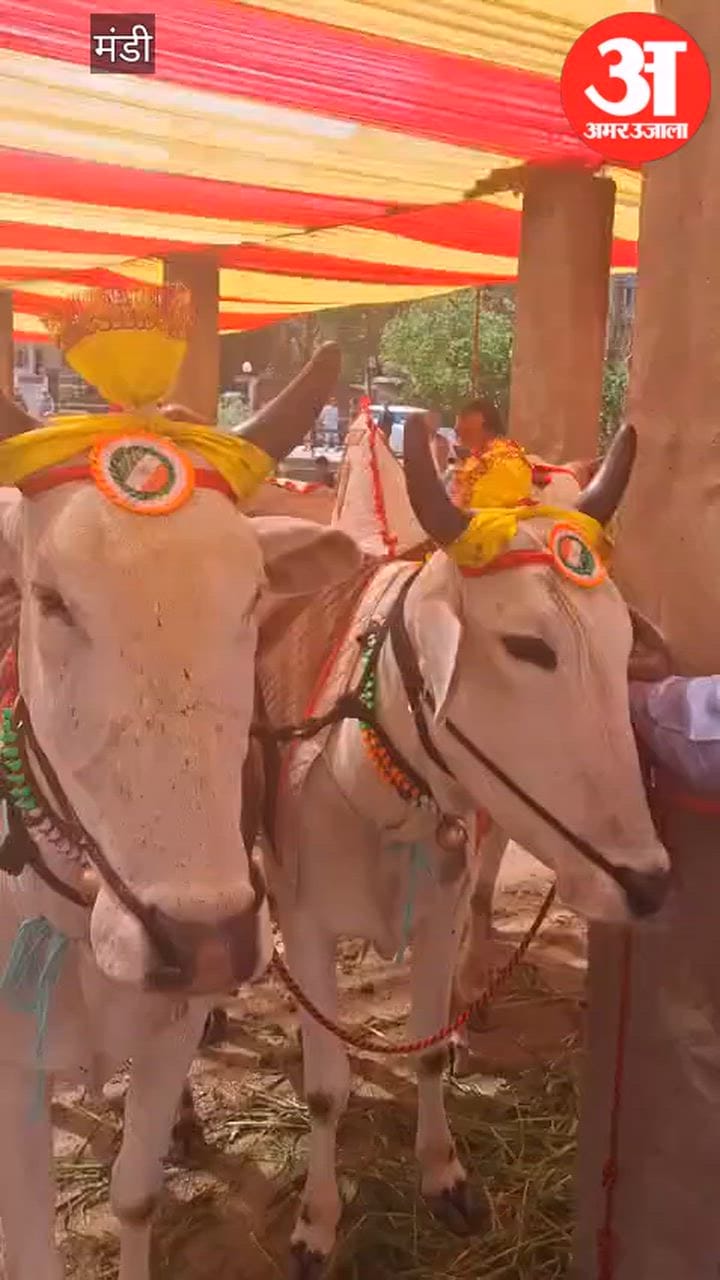 Mandi: अपने खर्चे पर ही नलवाड़ी में पहुंच कर शोभा बनते हैं पशु पालक