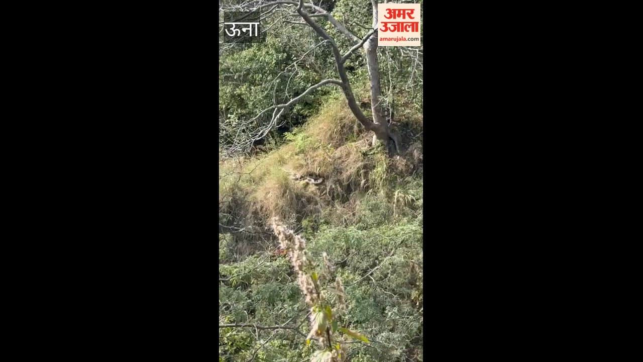 Video 15-Foot-Long Python Spotted in Chintpurni's Amlaihar Forest