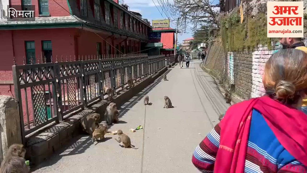 Shimla Monkey Menace in the Capital They Snatch Belongings from People