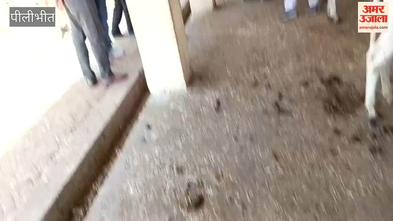 Eight Cows Die in Gaushala Within Two Days in Pilibhit