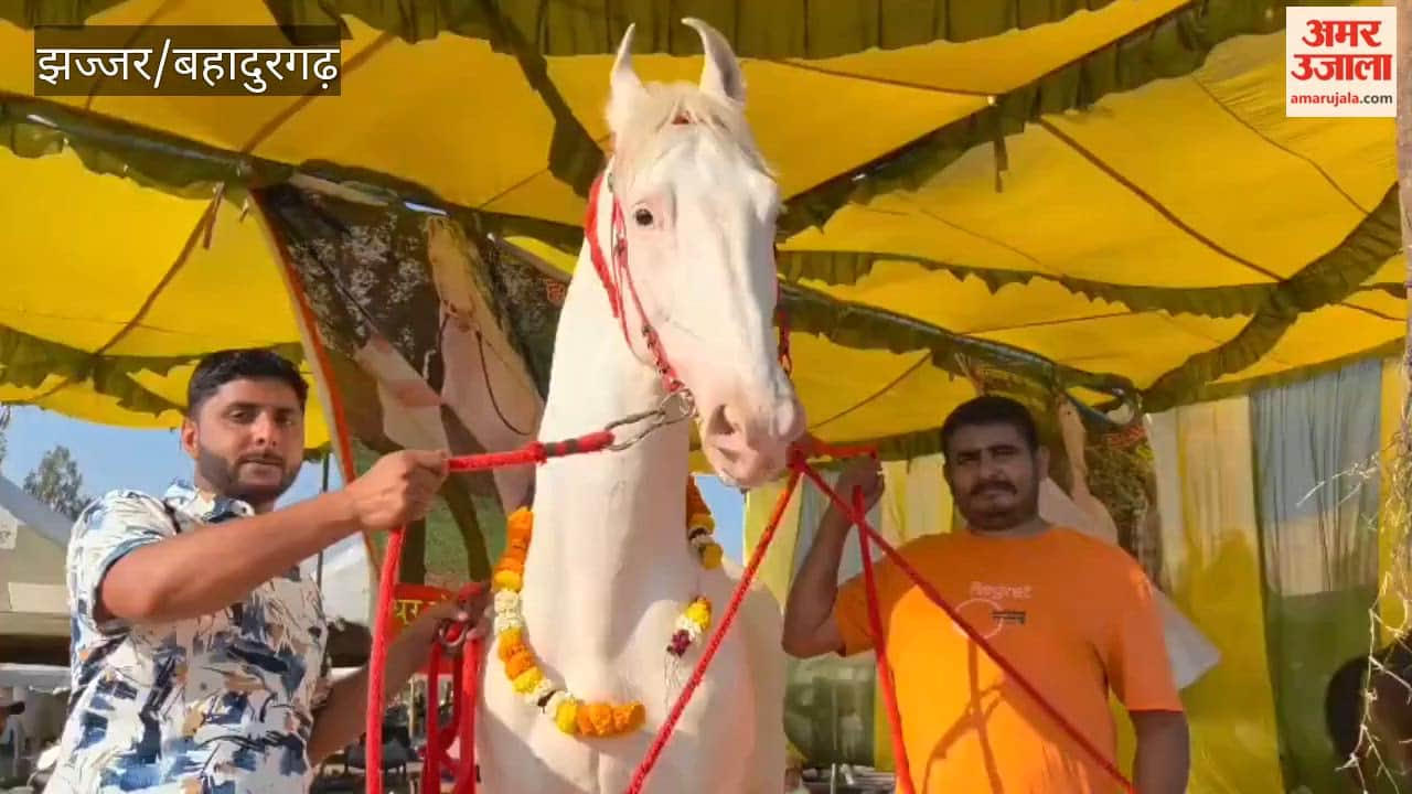 Baaz and Abhiraj stole the spotlight at the Beri Cattle Fair in Jhajjar, with Baaz's owner claiming it is Haryana's tallest horse.