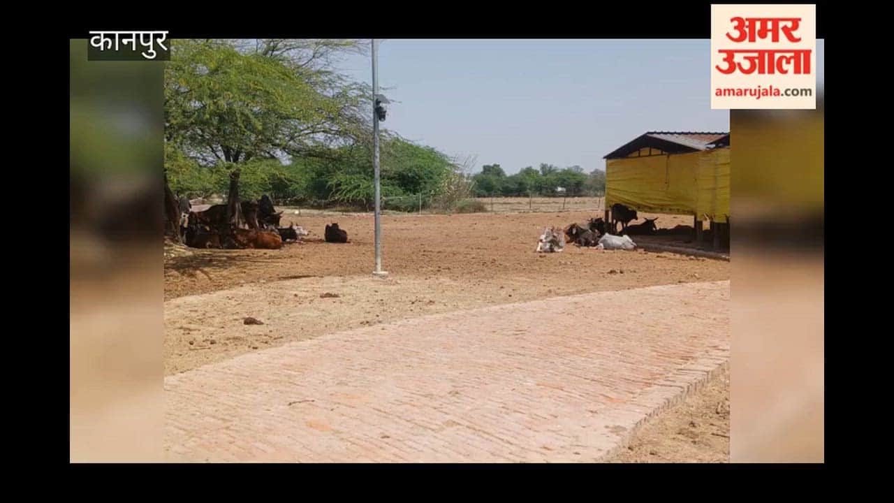 Bilhaur: Cattle Death at Gaushala; Allegations of Lack of Fodder