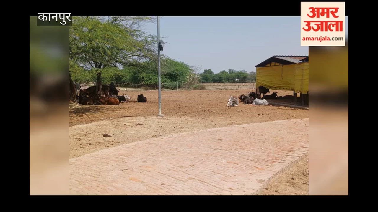 Bilhaur: Cattle Death at Gaushala; Allegations of Lack of Fodder