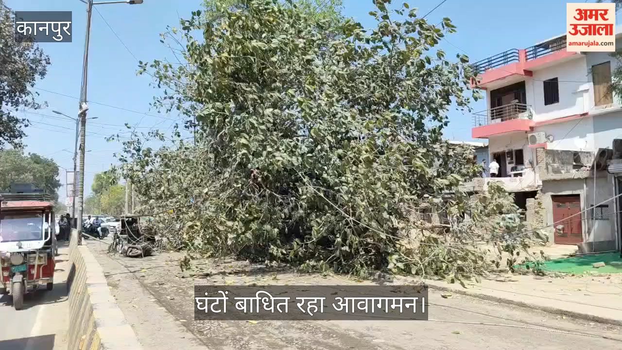 Kanpur Massive Banyan Tree Falls on Main Road in Kidwai Nagar  Half a Dozen Vehicles Crushed and Damaged