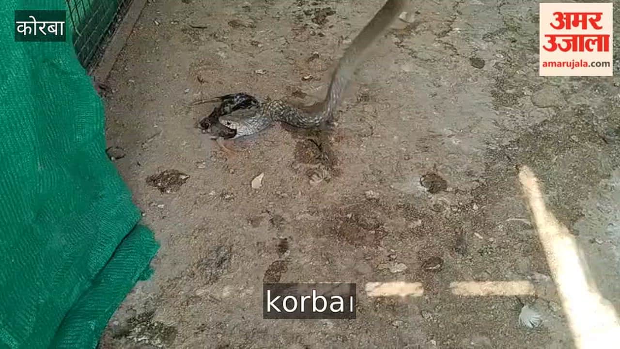Chick Gets Stuck in Snake Throat in Korba