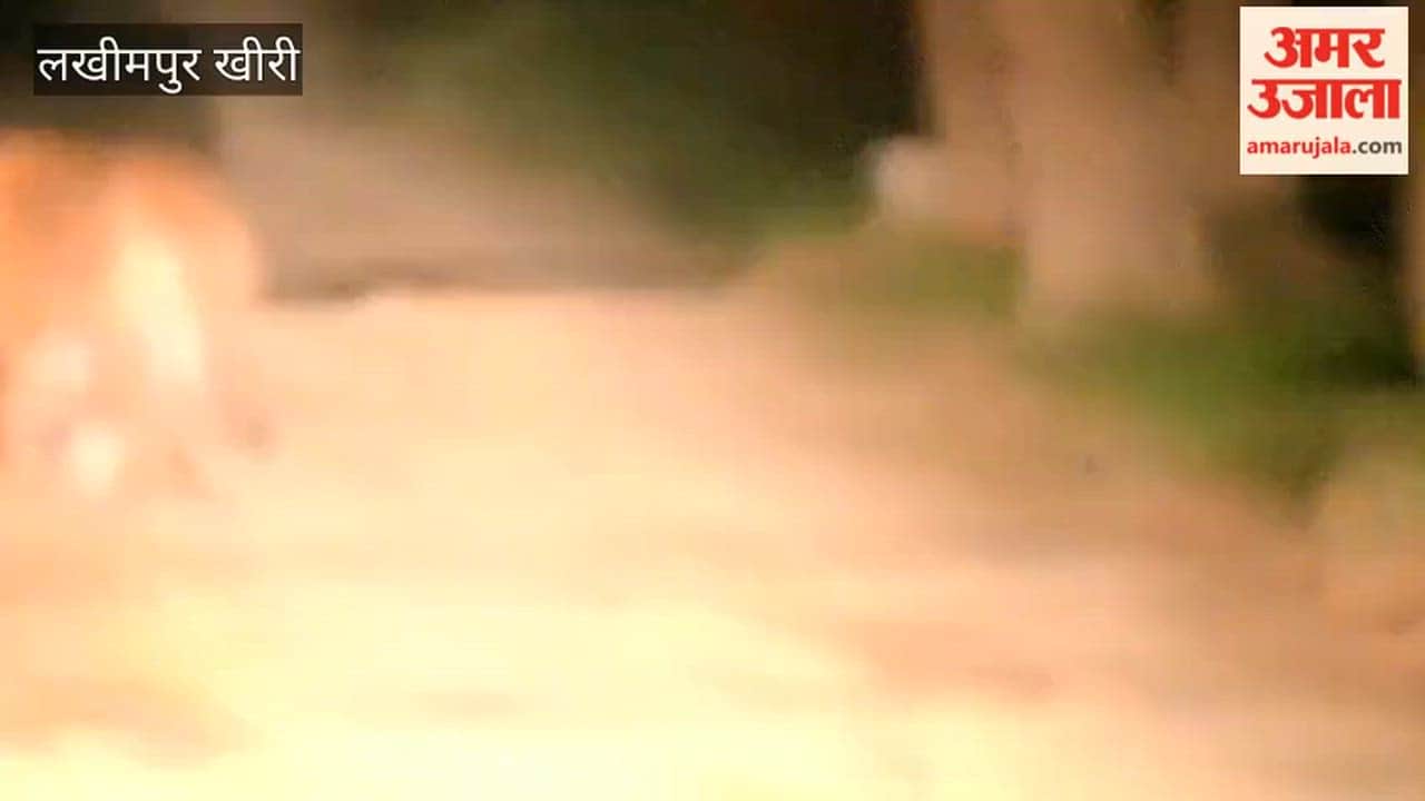 Tiger and Bear on the Same Path in Dudhwa Forest