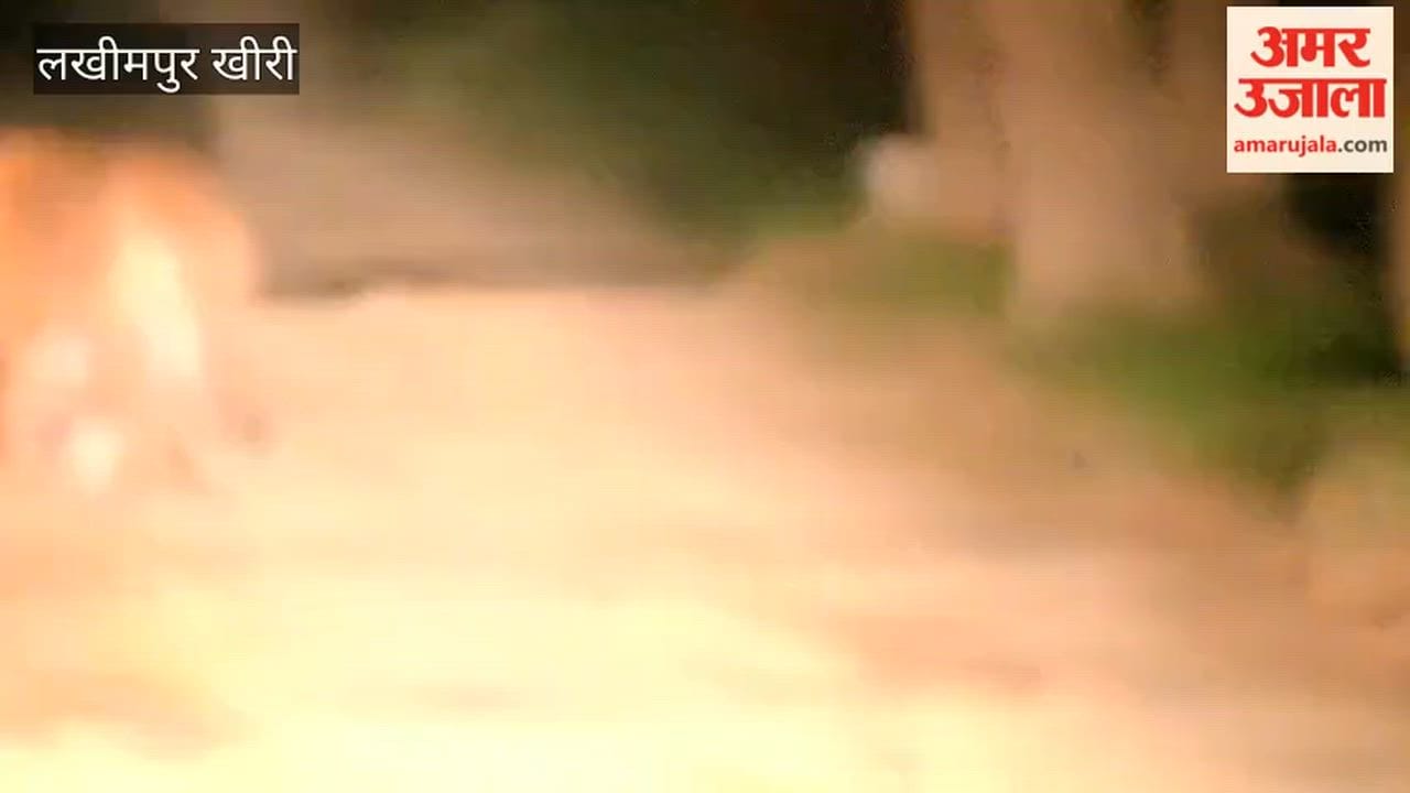 Tiger and Bear on the Same Path in Dudhwa Forest