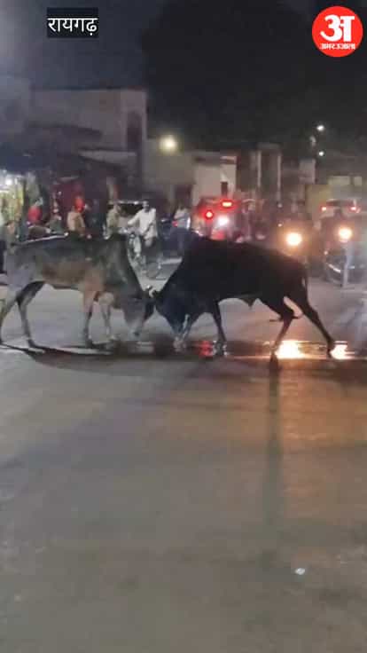 Two bulls clashed in middle of road in Raigarh video viral
