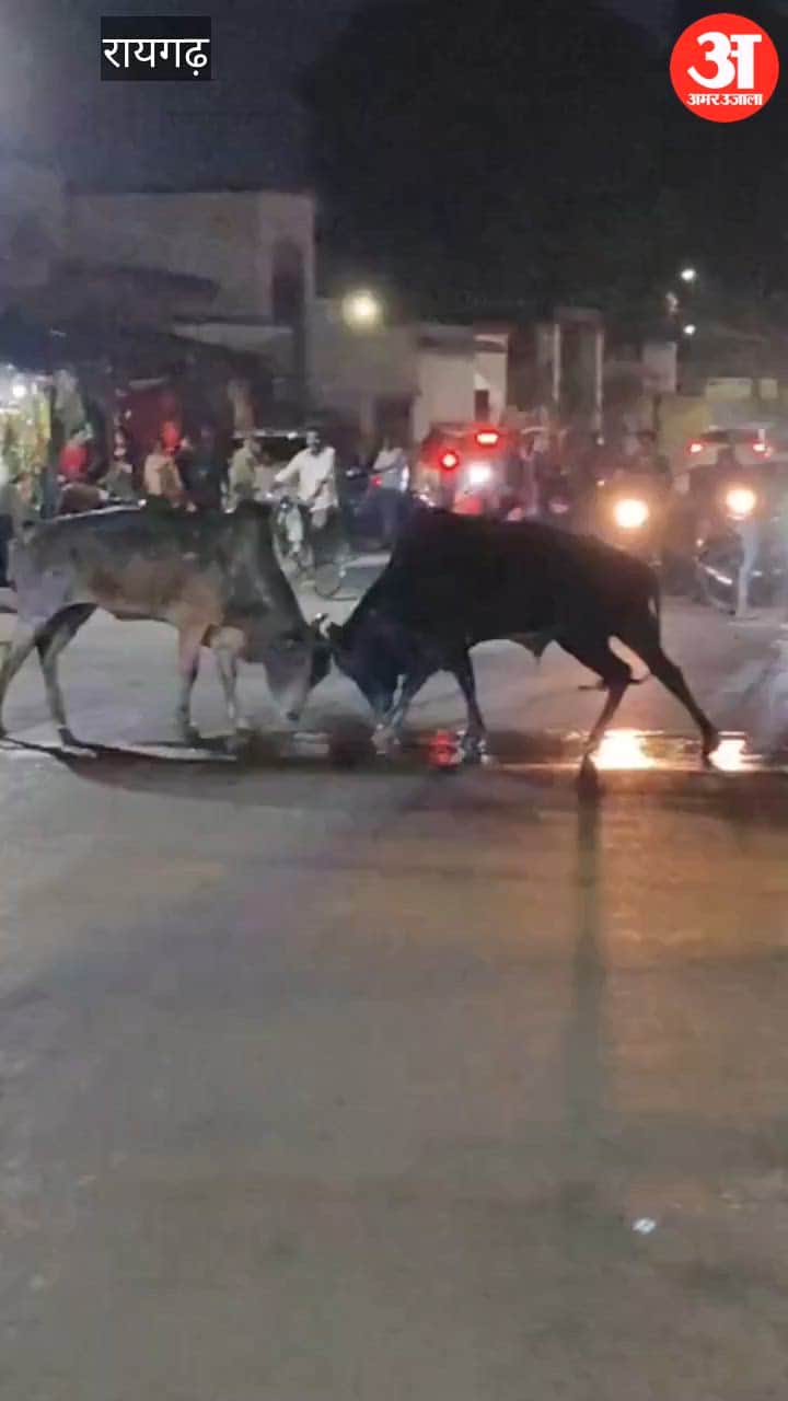 Two bulls clashed in middle of road in Raigarh video viral