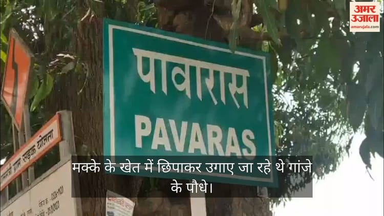 मक्का की आड़ में नशे की खेती: कोंडागांव में पुलिस का खुलासा, 21 KG गांजे के पौधे जब्त, दो गिरफ्तार